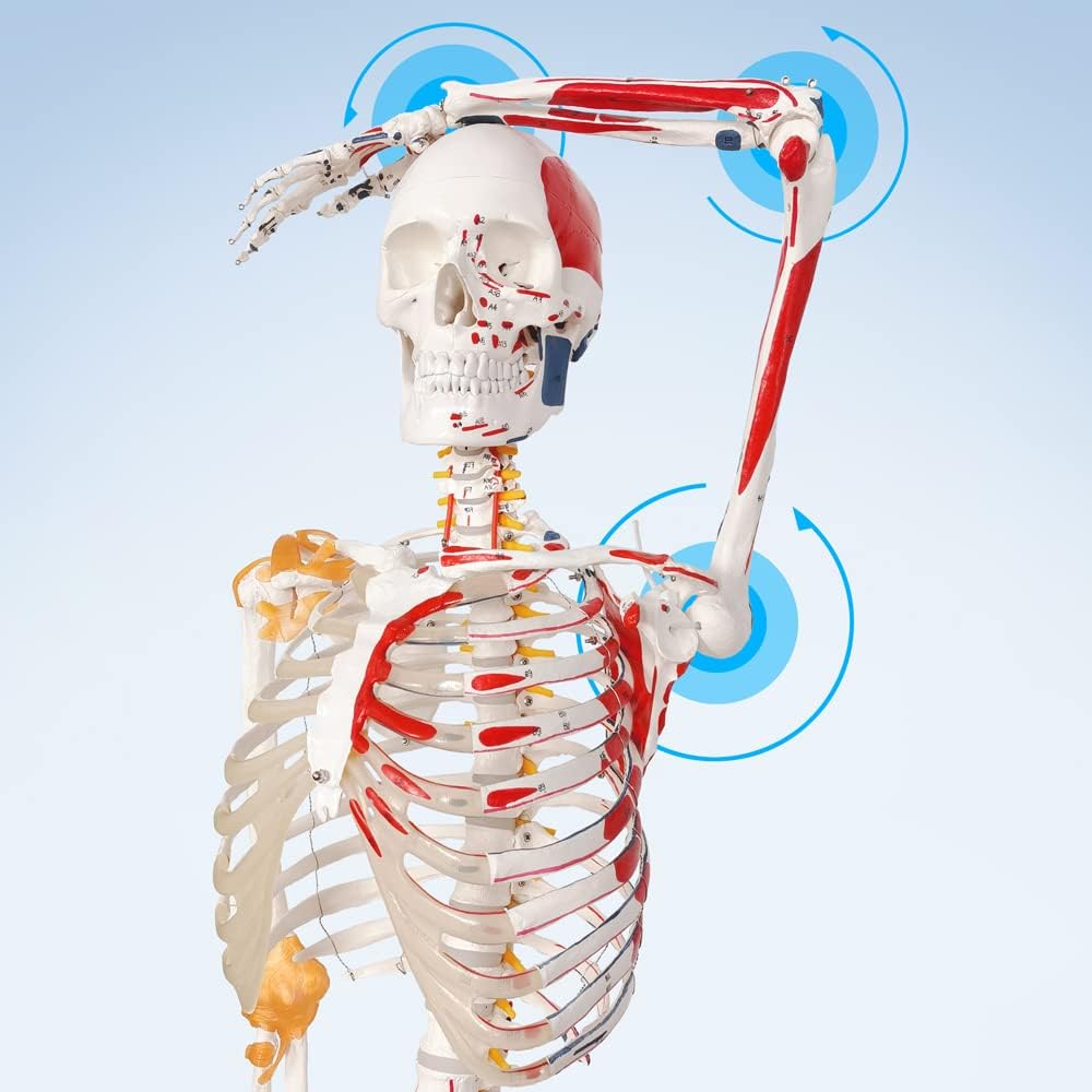 Deluxe Human Skeleton Model – 180cm (White, Colored Markings)