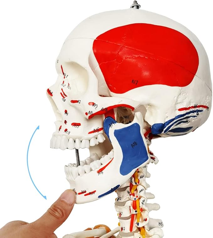 Deluxe Human Skeleton Model – 180cm (White, Colored Markings)