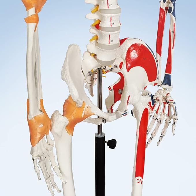 Deluxe Human Skeleton Model – 180cm (White, Colored Markings)