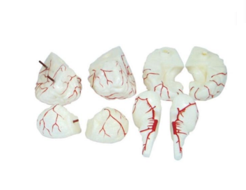 Brain Model – 8 Parts