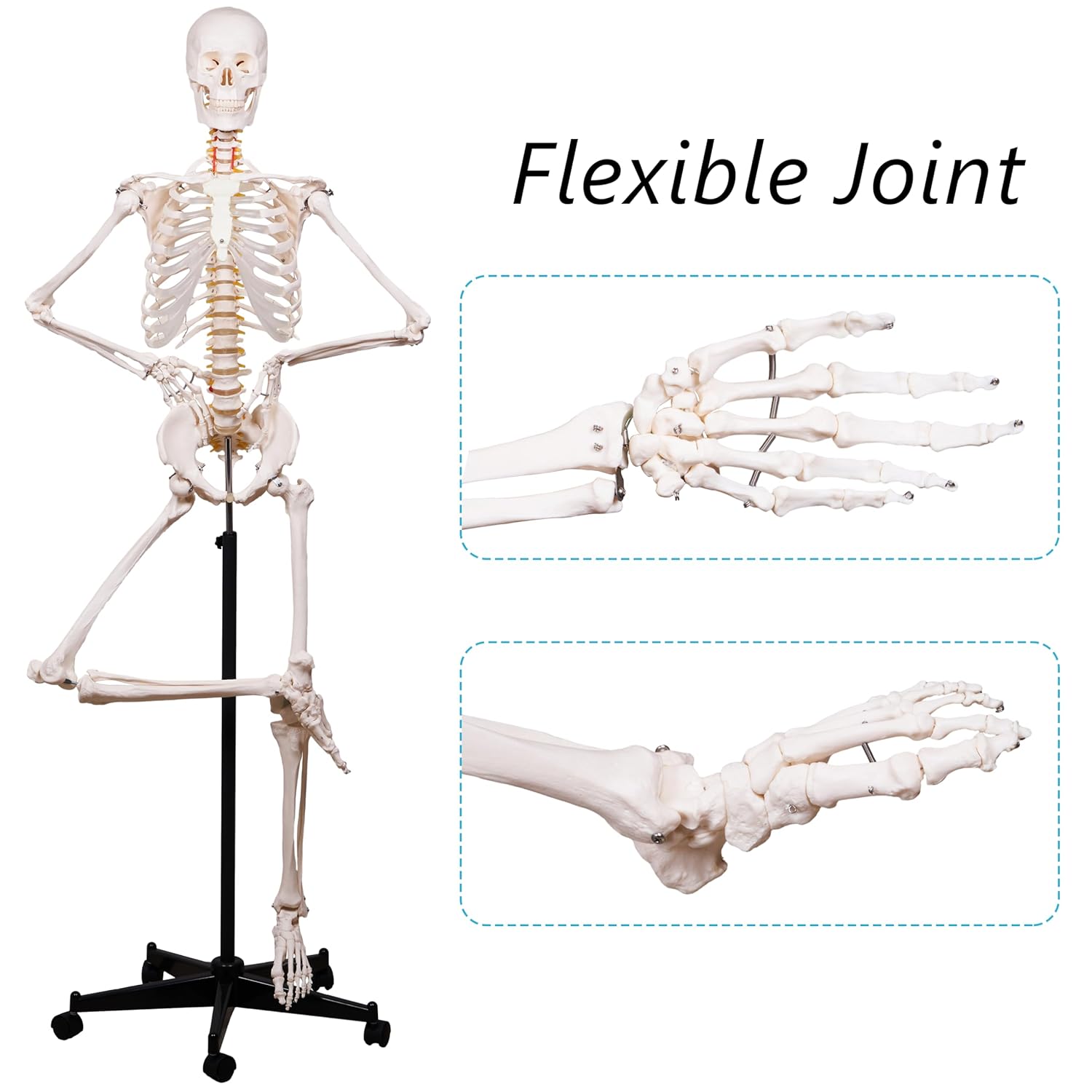 Classic Human Skeleton Model – 180cm (Beige)