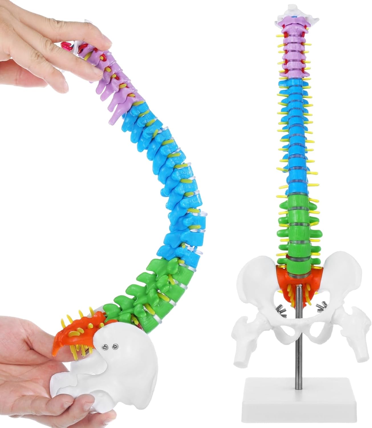 Mini Spine Column Colored (With Sacrum & Coccyx)