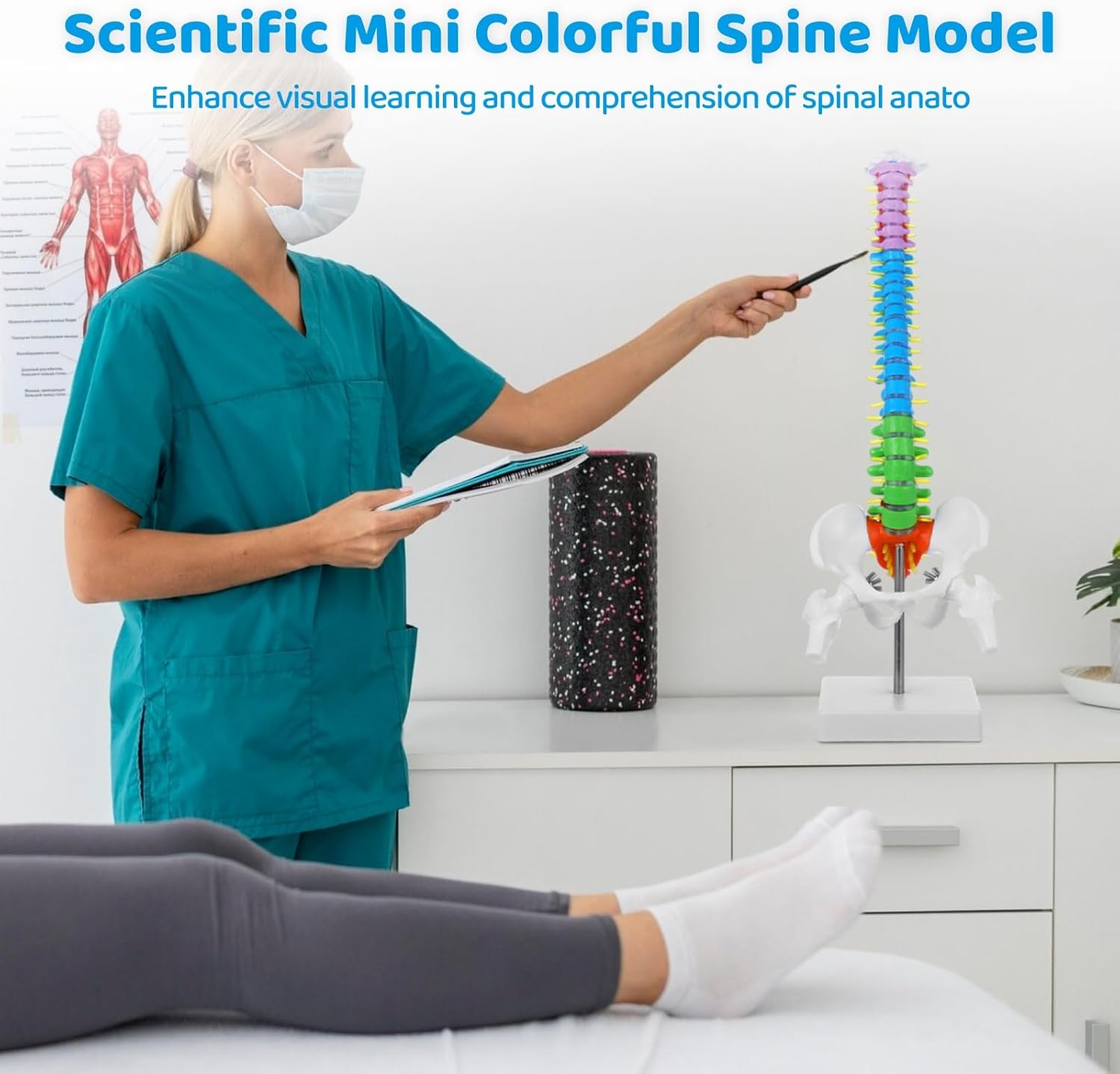 Mini Spine Column Colored (With Sacrum & Coccyx)