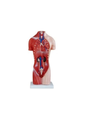 Female Torso Model – 15 Parts (42cm)