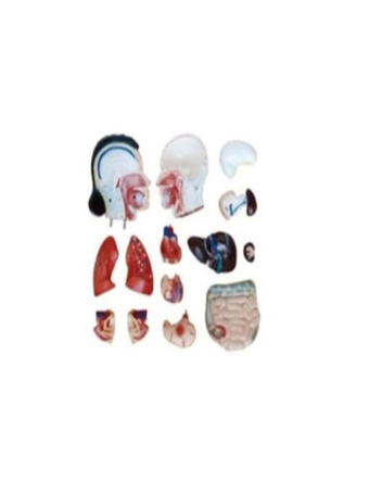 Female Torso Model – 15 Parts (42cm)