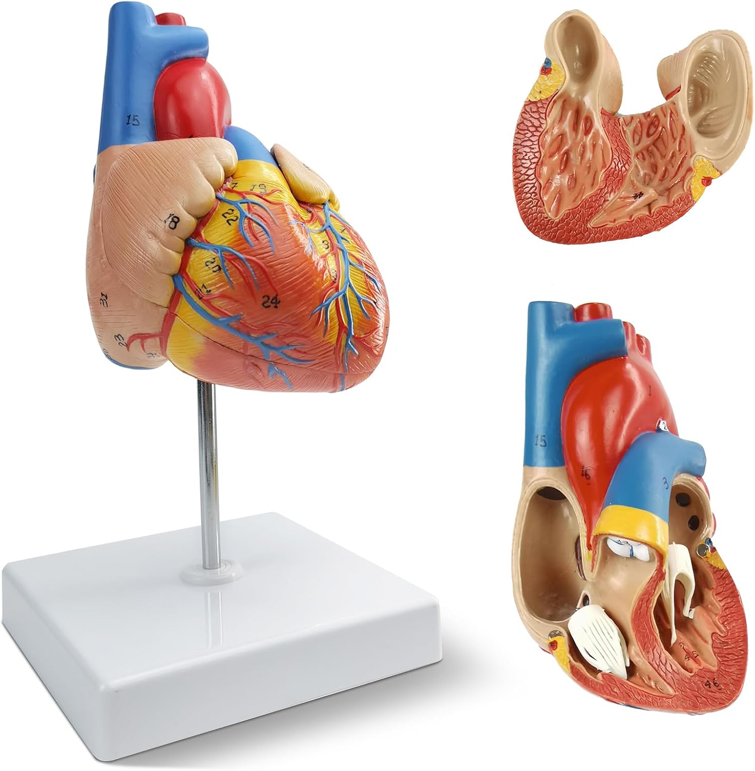 Medium Heart Model