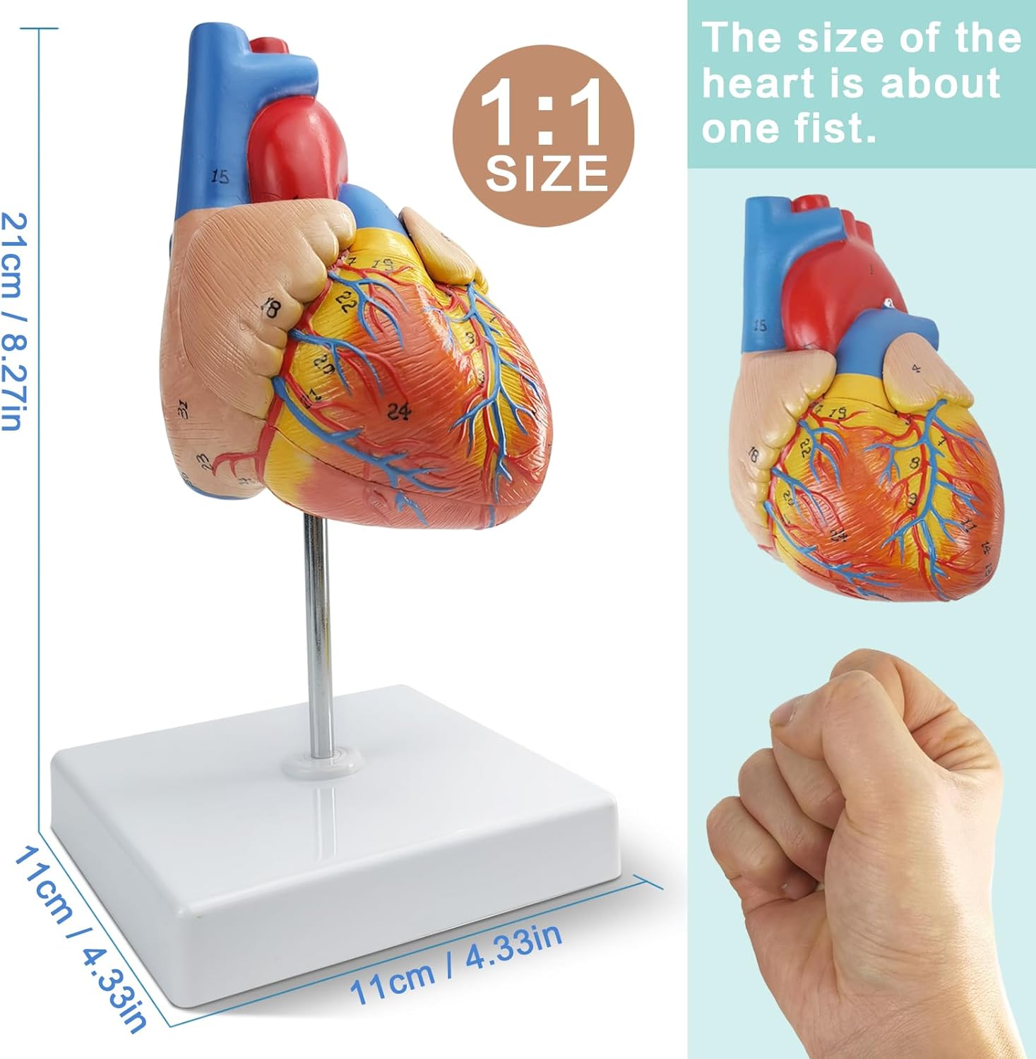 Medium Heart Model