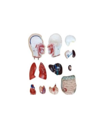 Male Torso Model – 13 Parts (42cm)