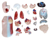 Unisex Torso Model – 23 Parts (45cm)