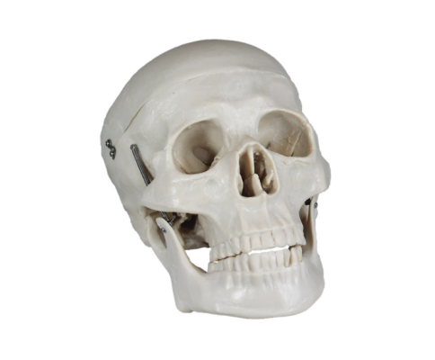 Basic Human Skull Model