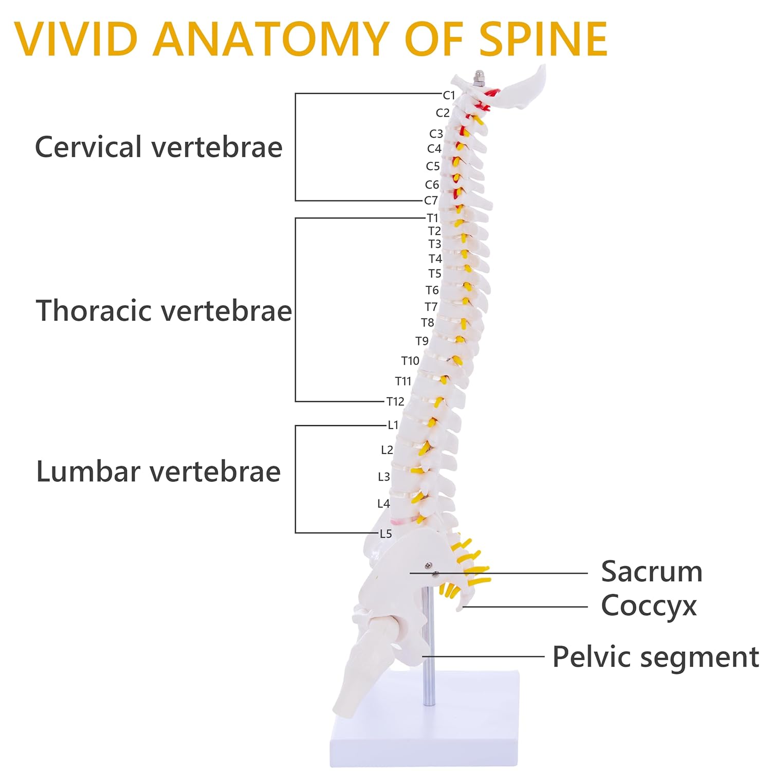 Mini Spine Column – Natural (With Sacrum & Coccyx)
