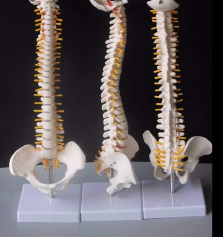 Mini Spine Column – Natural (With Sacrum & Coccyx)