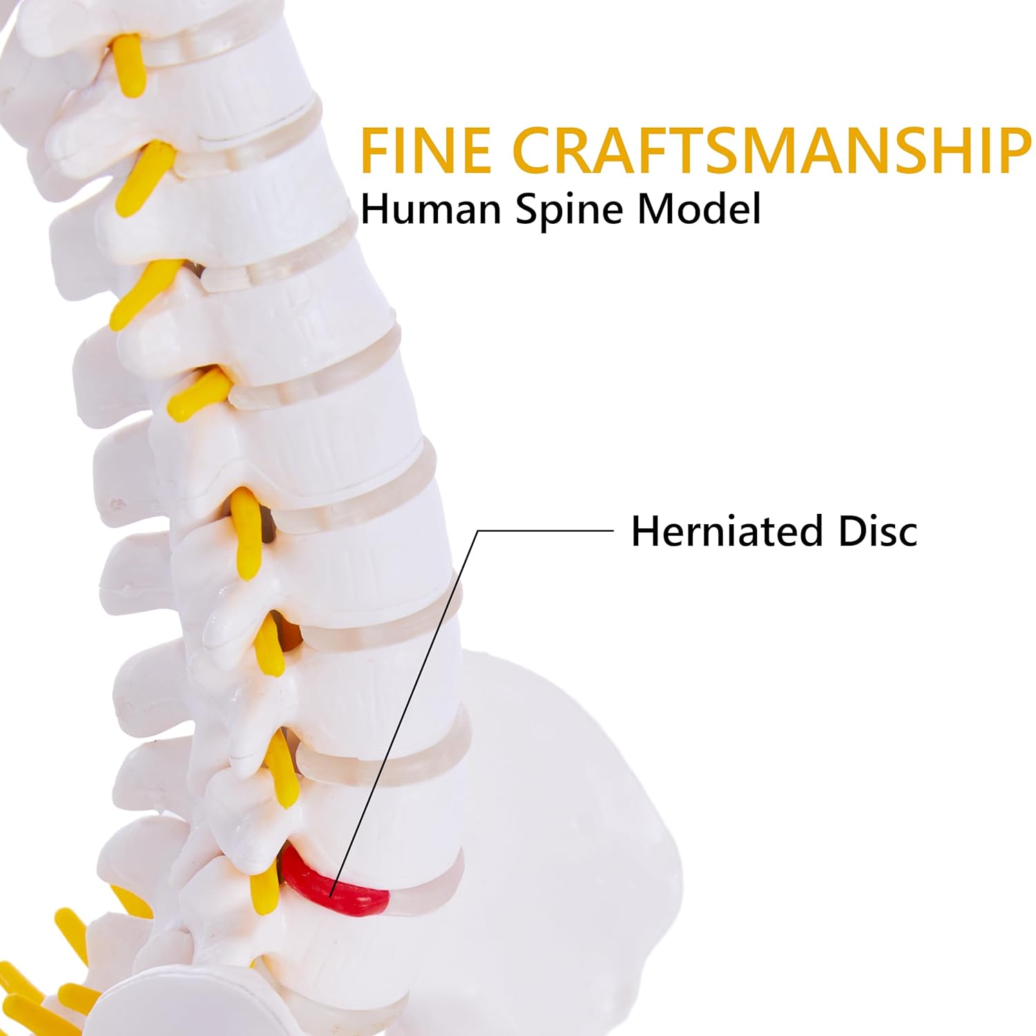 Mini Spine Column – Natural (With Sacrum & Coccyx)