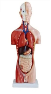 Male Torso Model – 13 Parts (42cm)