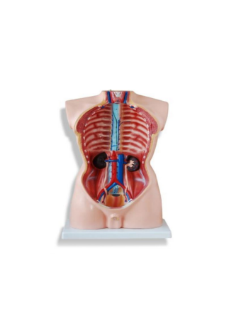 Male Torso Model – 19 Parts (85cm)