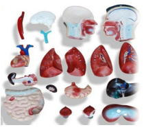 Male Torso Model – 19 Parts (85cm)