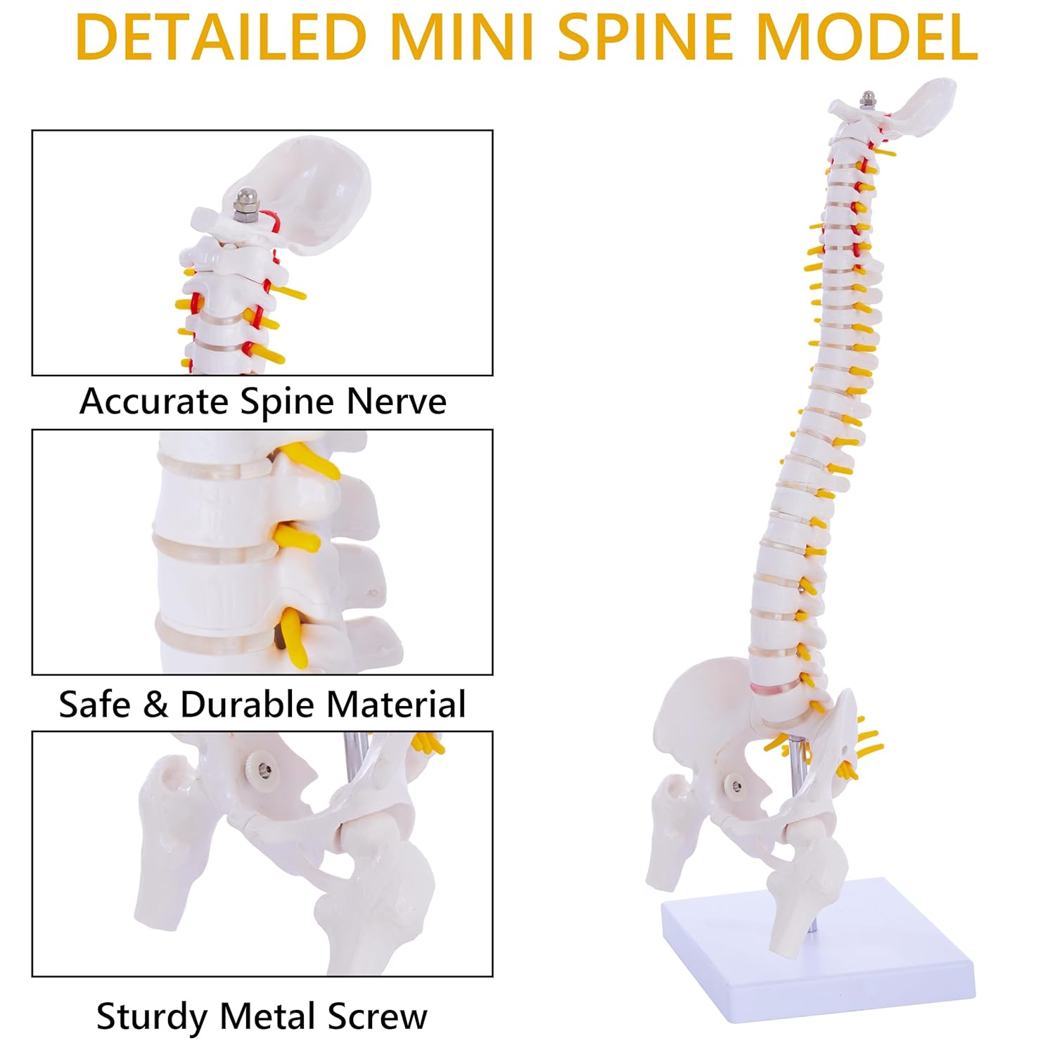 Mini Spine Column – Natural (With Sacrum & Coccyx)