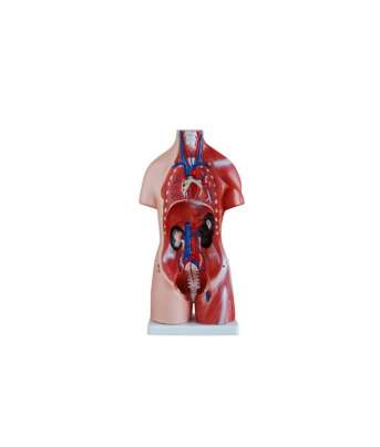 Unisex Torso Model – 23 Parts (45cm)