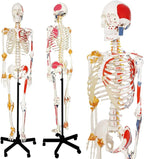 Anatomical skeleton models with muscle attachments on stands.