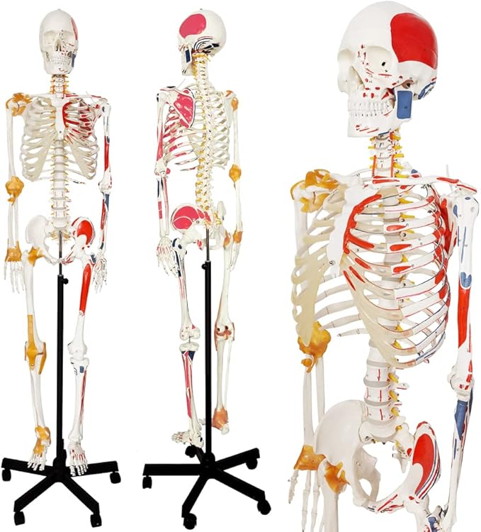 Anatomical skeleton models with muscle attachments on stands.