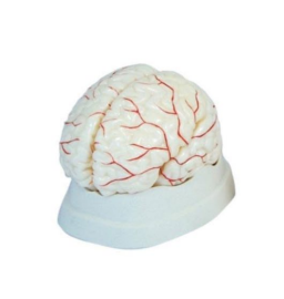 Brain Model – 8 Parts
