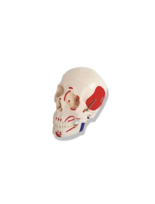 Colored Skull with Numbered Landmarks