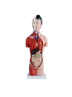 Female Torso Model – 15 Parts (42cm)