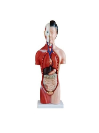 Female Torso Model – 15 Parts (42cm)