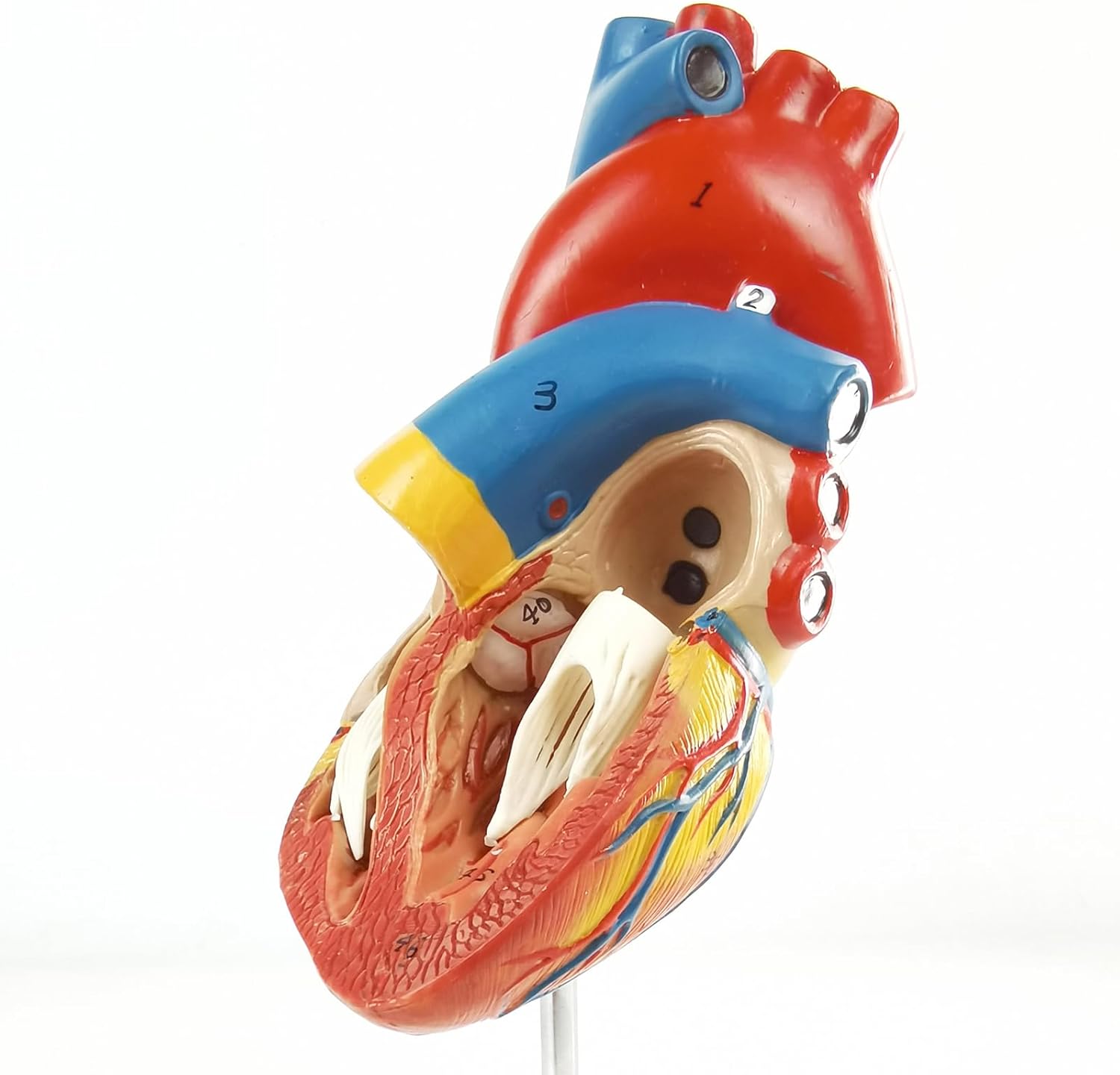 Medium Heart Model