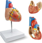 Medium Heart Model