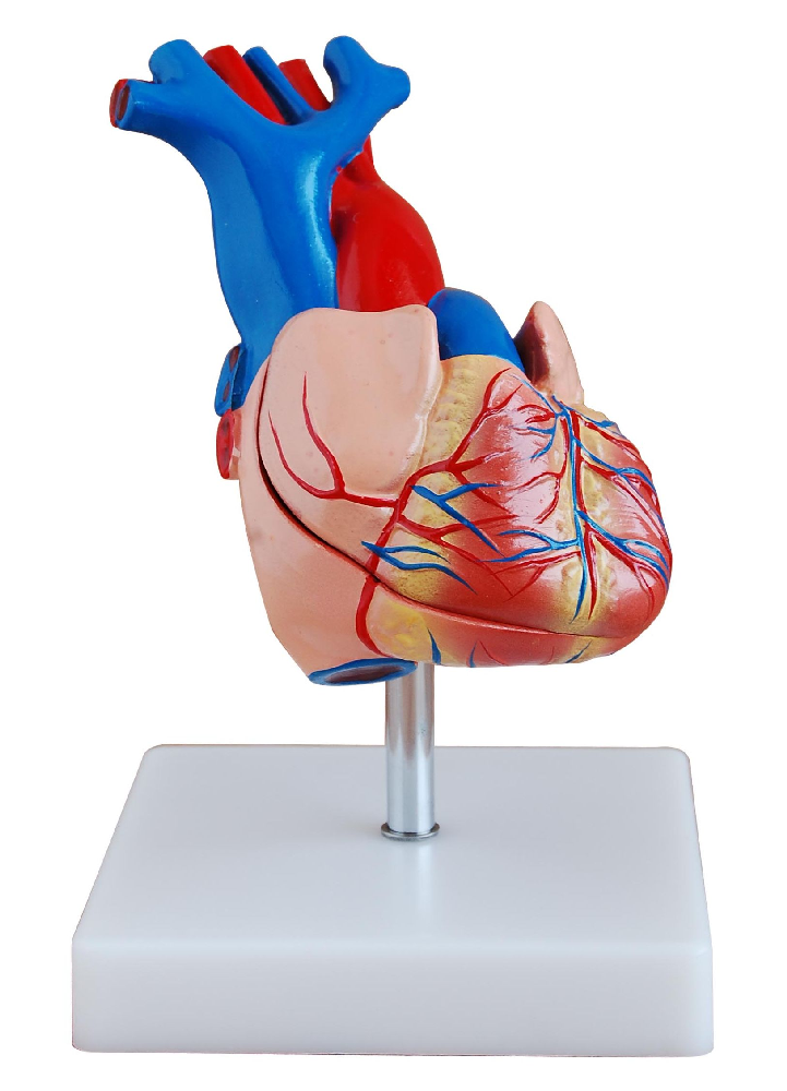Standard Human Heart Model