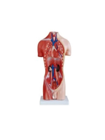 Male Torso Model – 13 Parts (42cm)