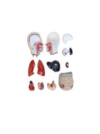 Male Torso Model – 13 Parts (42cm)