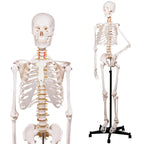 Classic Human Skeleton Model – 180cm (Beige)