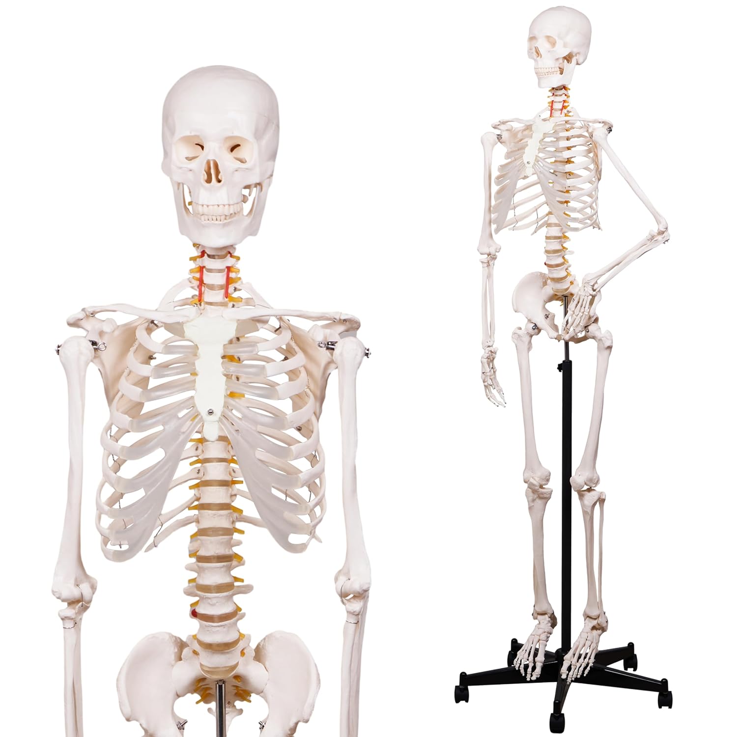 Classic Human Skeleton Model – 180cm (Beige)