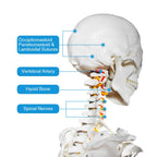 Classic Human Skeleton Model – 180cm (Beige)