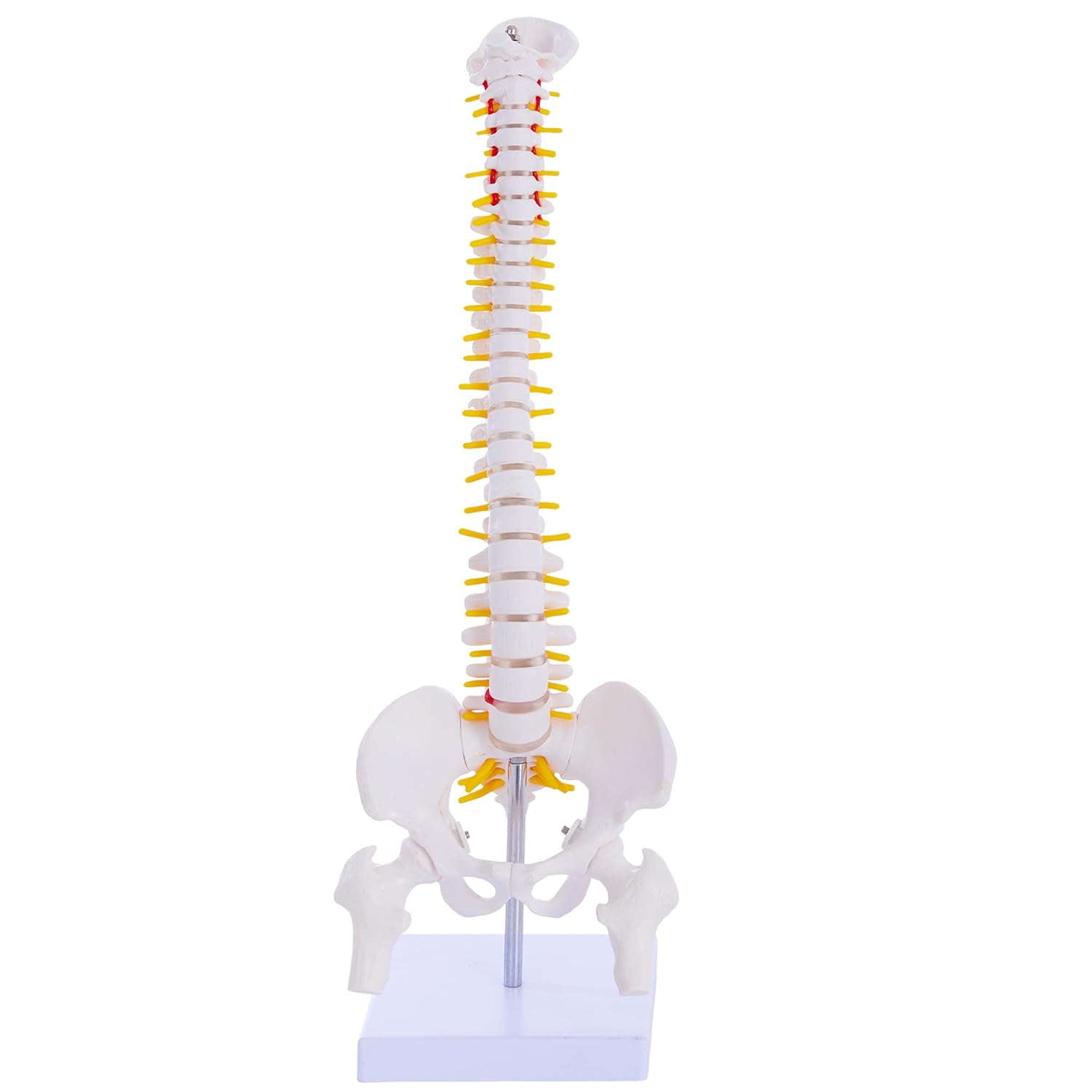 Mini Spine Column – Natural (With Sacrum & Coccyx)