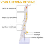 Mini Spine Column – Natural (With Sacrum & Coccyx)