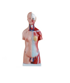 Unisex Torso Model – 23 Parts (45cm)