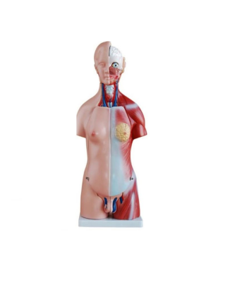 Unisex Torso Model – 23 Parts (45cm)