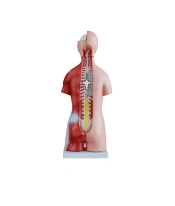 Unisex Torso Model – 23 Parts (45cm)