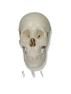 Basic Human Skull Model