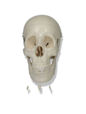 Basic Human Skull Model
