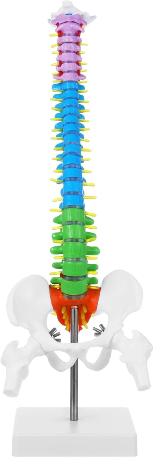 Mini Spine Column Colored (With Sacrum & Coccyx)