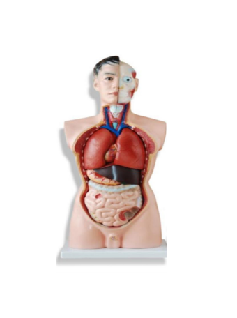 Male Torso Model – 19 Parts (85cm)