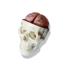 Premium Skull with Brain